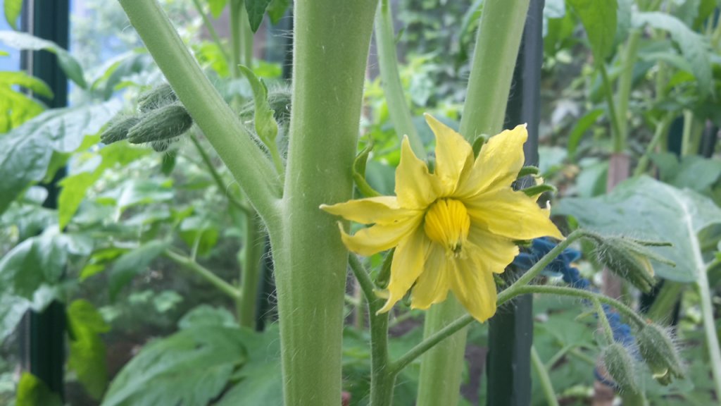 Tomate Costoluto Genovese Blüte