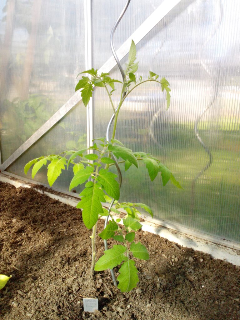 Tomate Goldene Königin