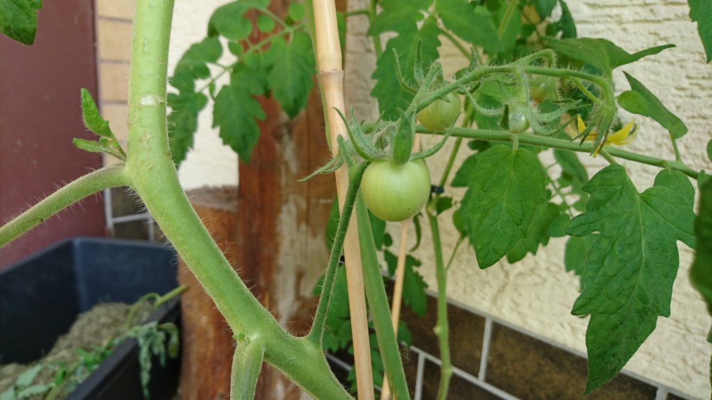 Tomate - Matina