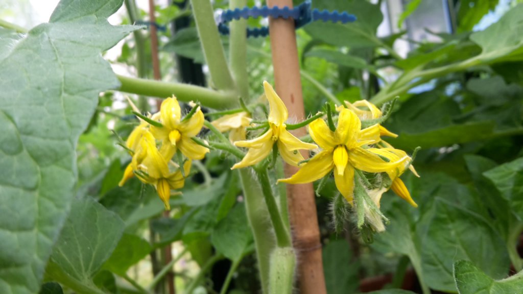 Tomate San Marzano Blüten