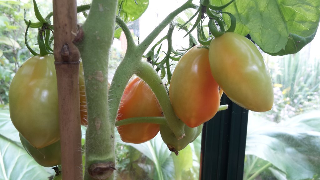 Tomate San Marzano Nano färbt um