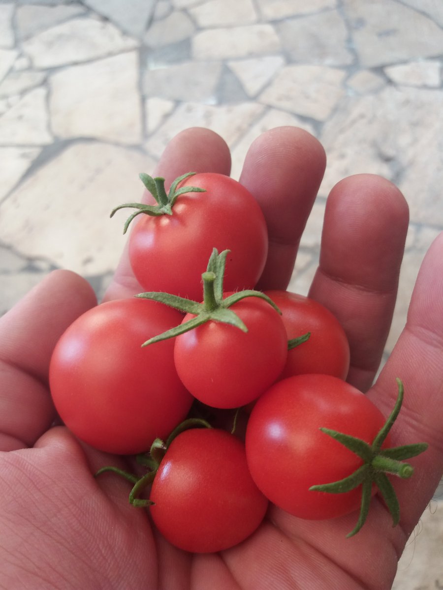 Tomate Tamina