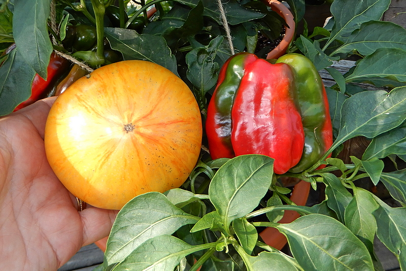 Tomate und Paprika