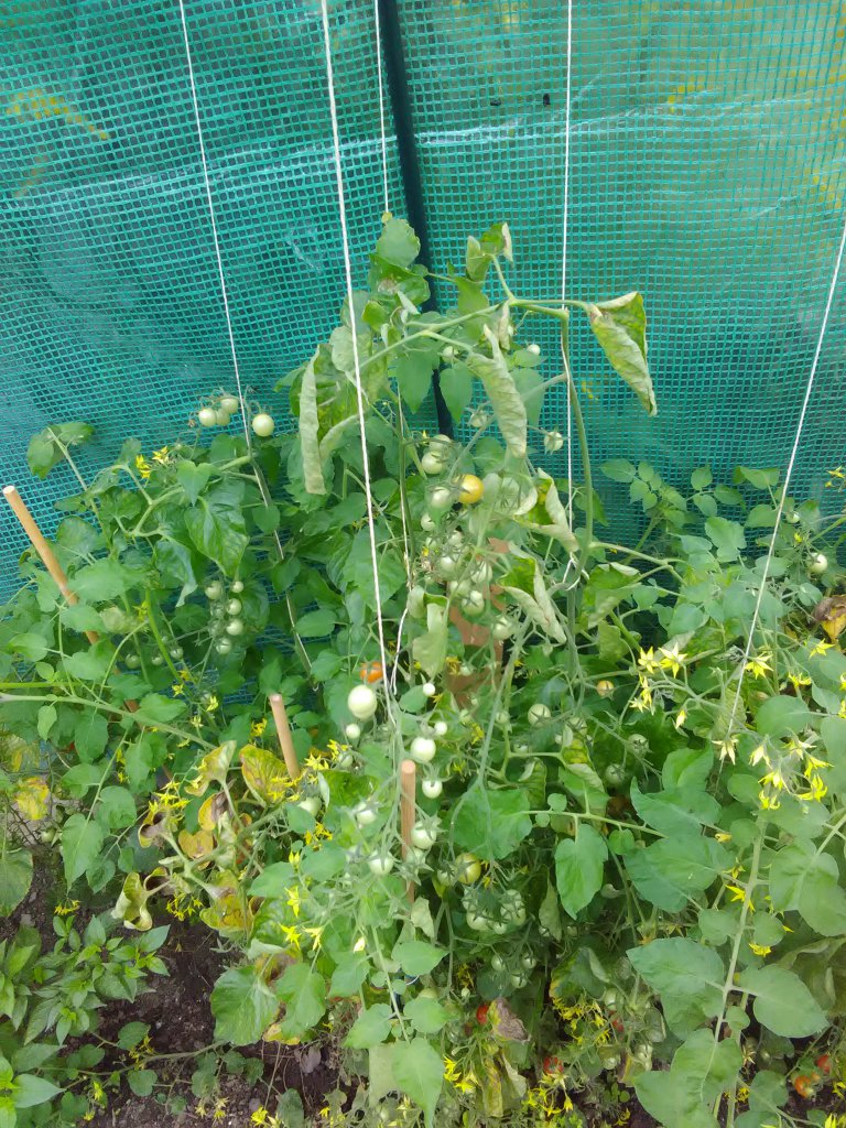 Tomaten 1.9