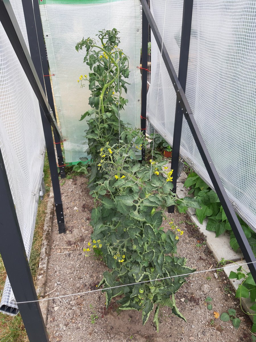 Tomaten 3.8