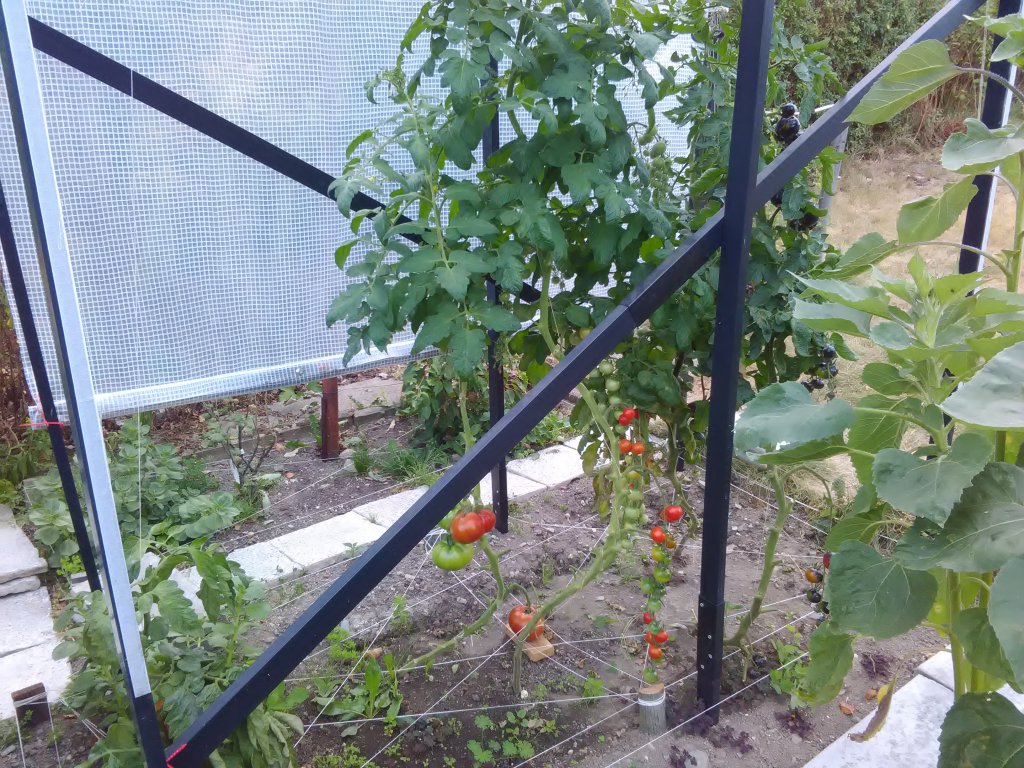 Tomaten Rückschnitt 22.8