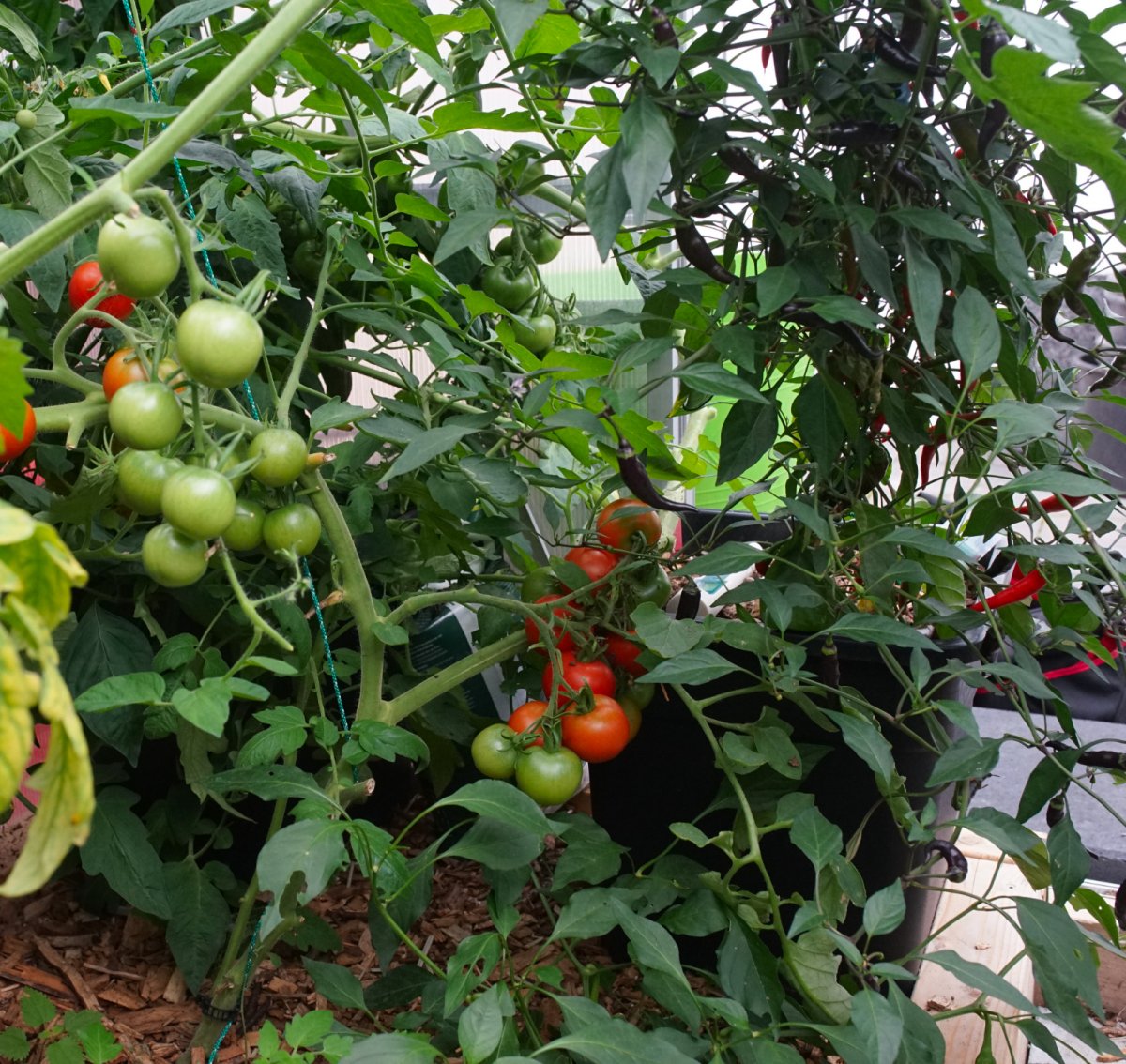 Tomaten vor der Ernte.jpg