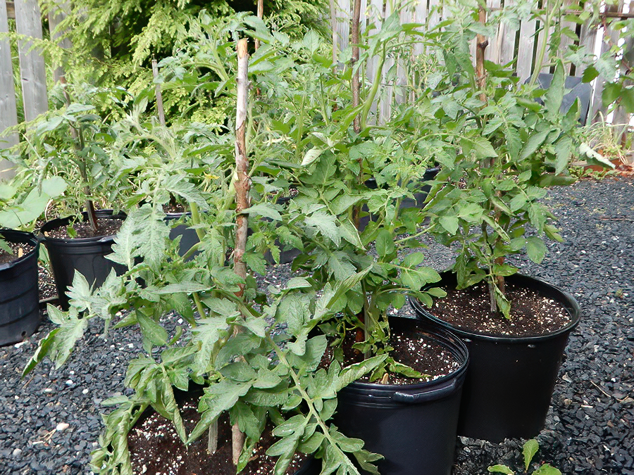 Tomaten