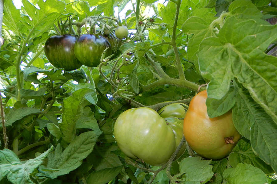 Tomaten