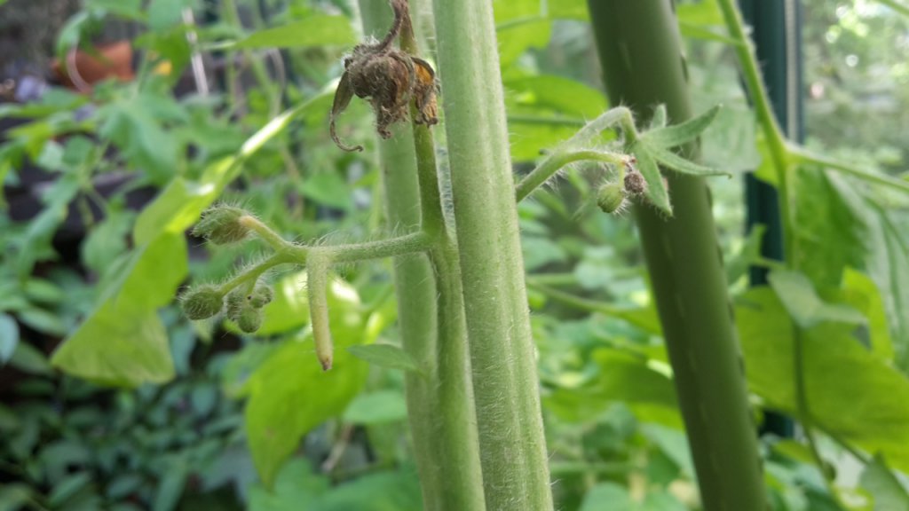 Tomatenblüten Endfäule