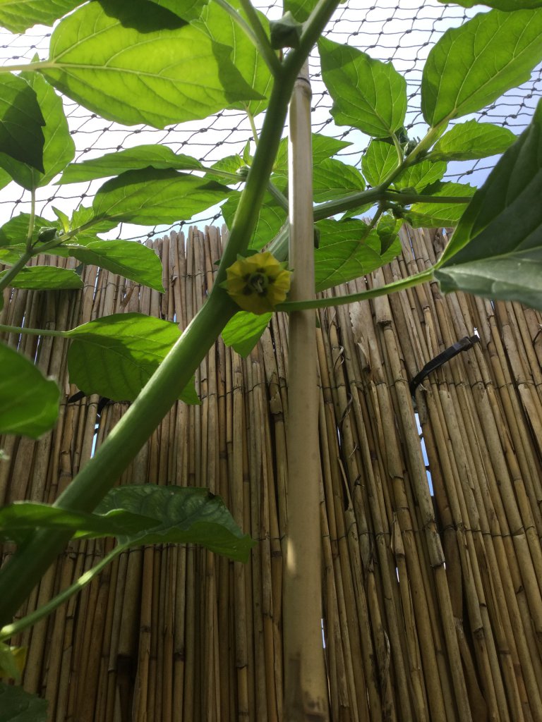 Tomatillo Blüte