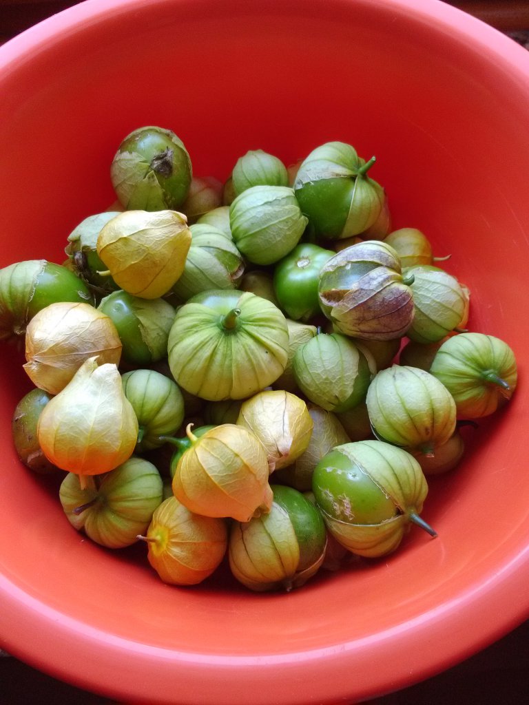 Tomatillo Ernte 16.8