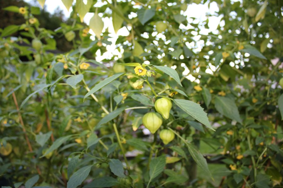 Tomatillo lila