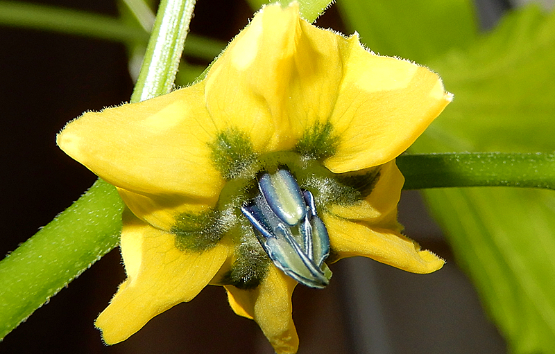 Tomatillo Pollinated