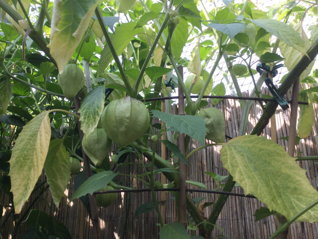 Tomatillo