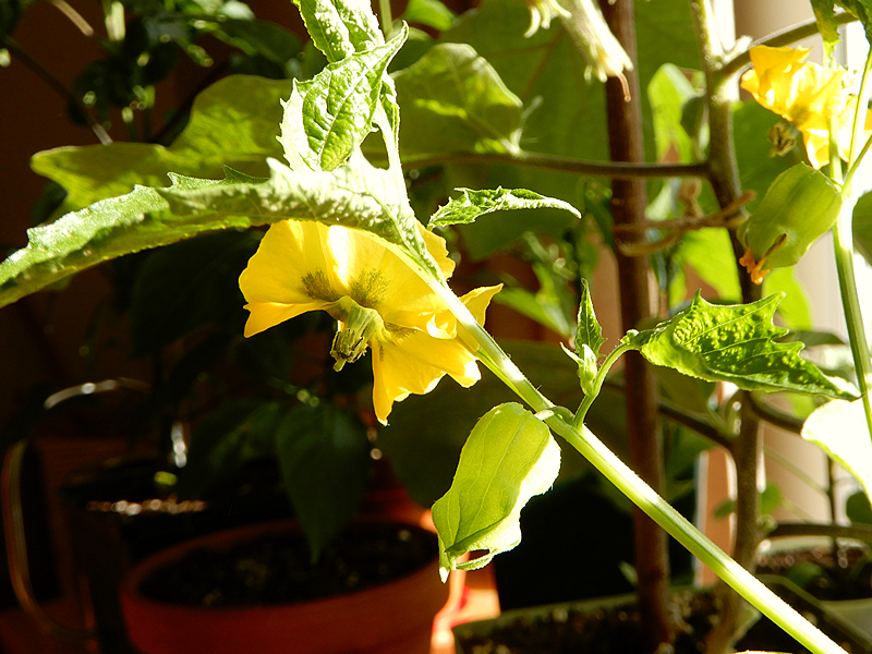 Tomatillo