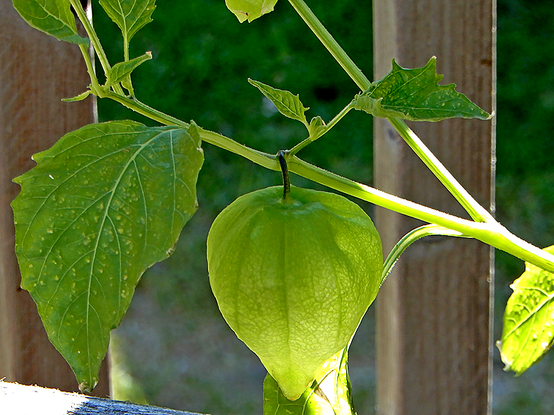 Tomatillo