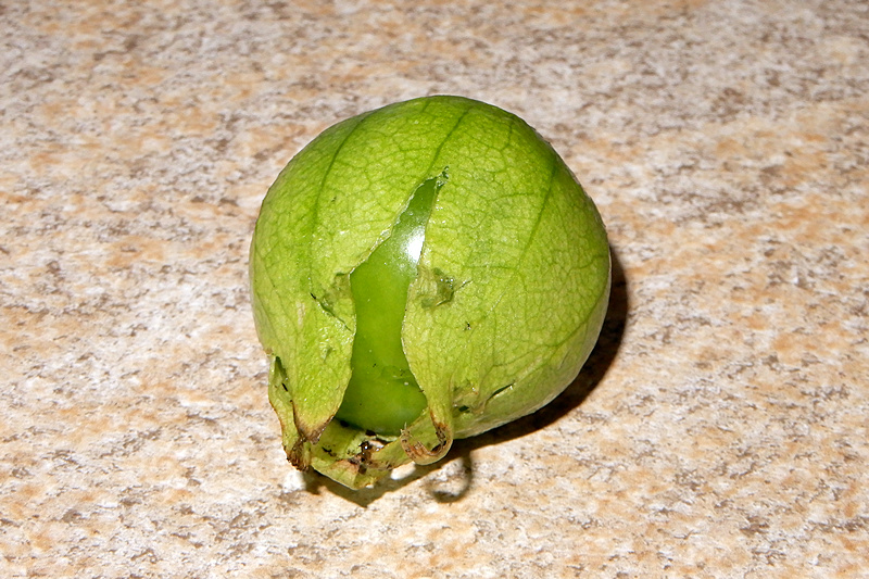 Tomatillo