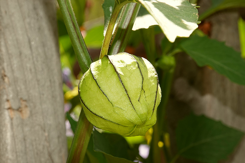 Tomatillo