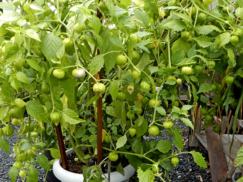 Tomatillo