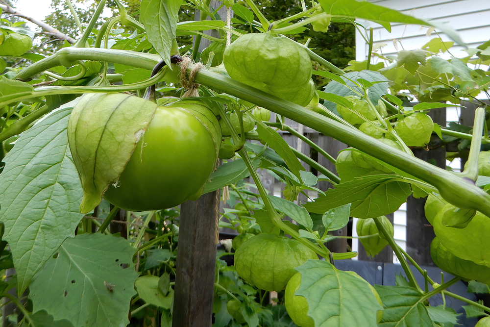 Tomatillo_68