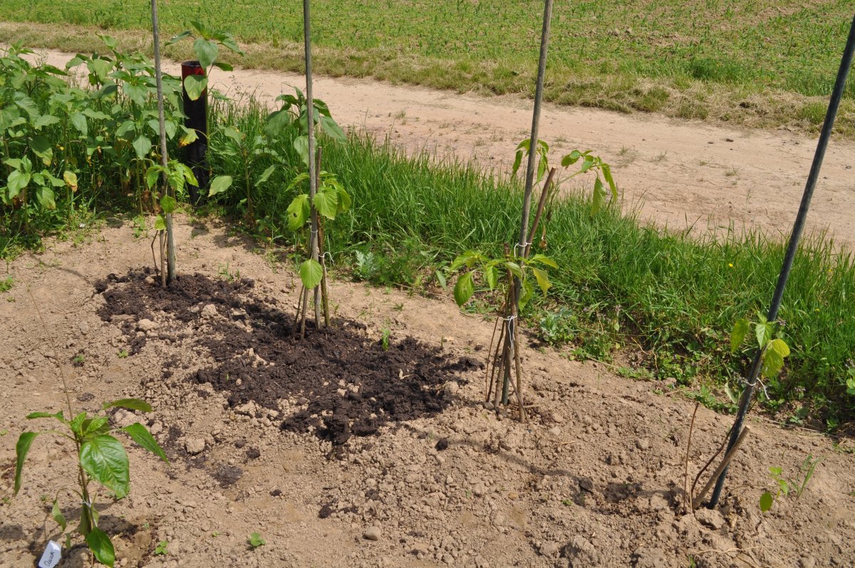 Tomatillos.jpg