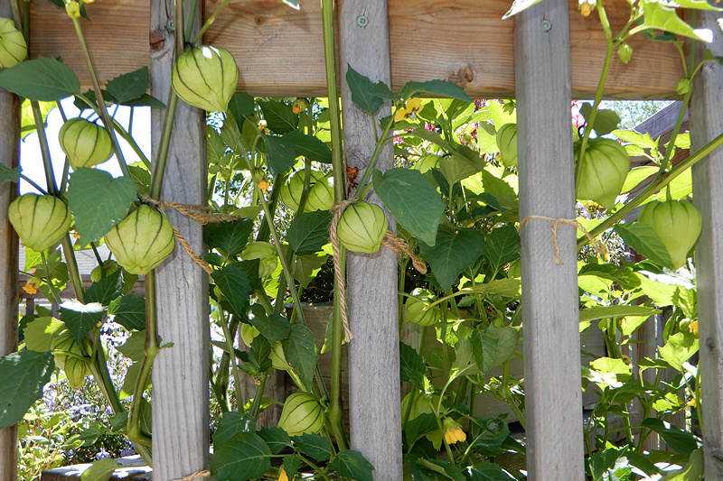 Tomatillos