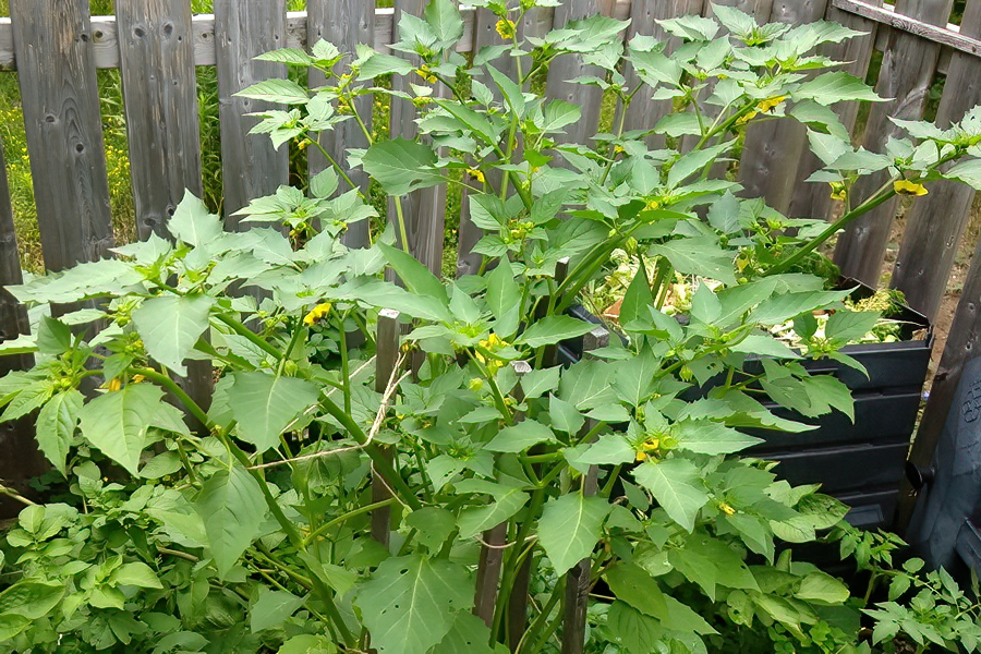 Tomatillos