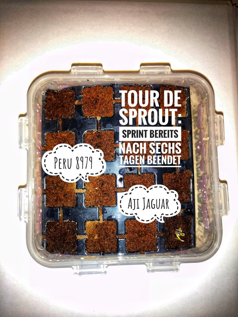 Tour de Sprout: 6 Tage Rennen vorbei