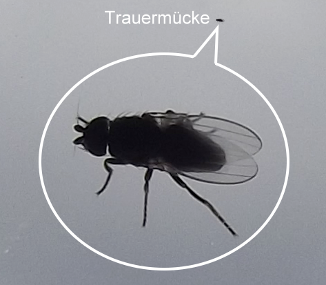 Trauermücke