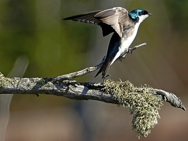 Tree swallow / Sumpfschwalbe