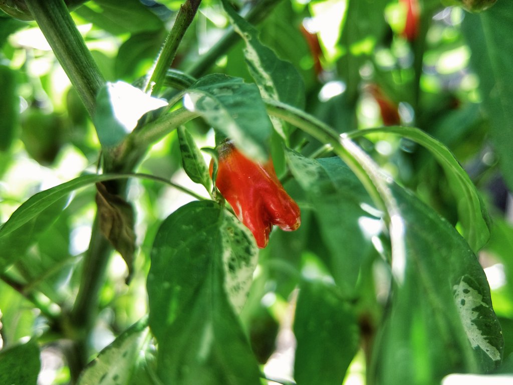 Tricolor Variegata