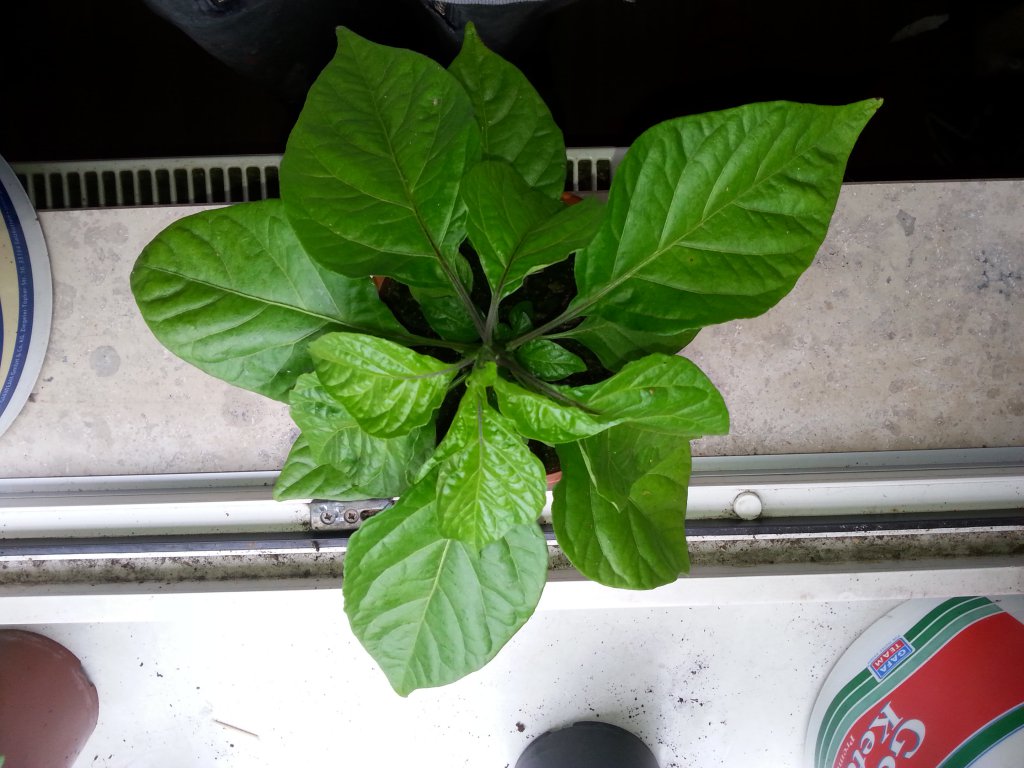 Trinidad Moruga Scorpion Butch T 1