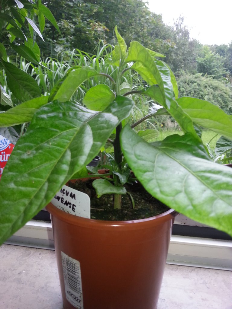 Trinidad Moruga Scorpion Butch T 2