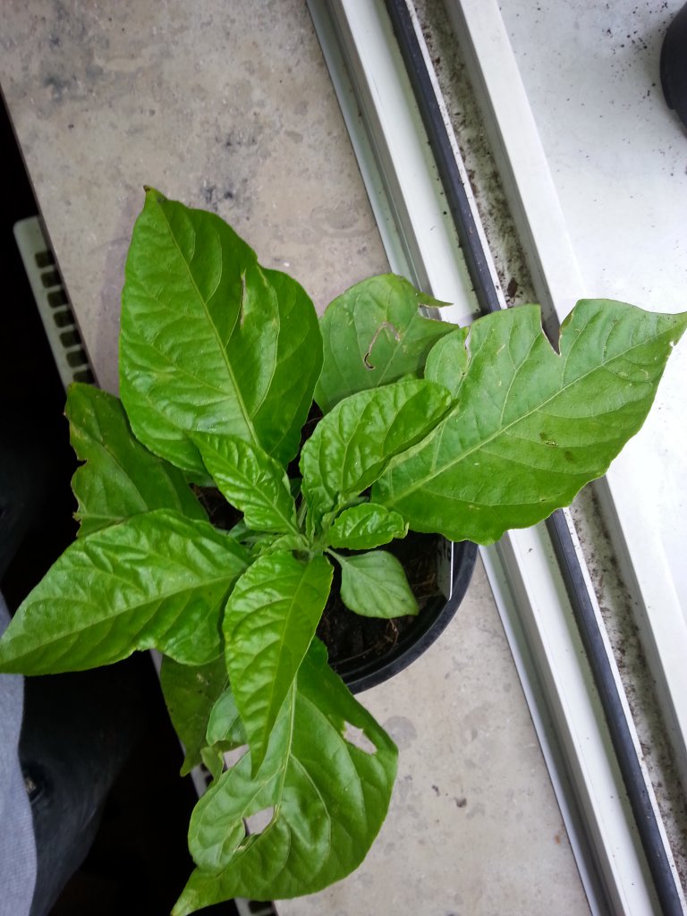 Trinidad Moruga Scorpion Butch T 3