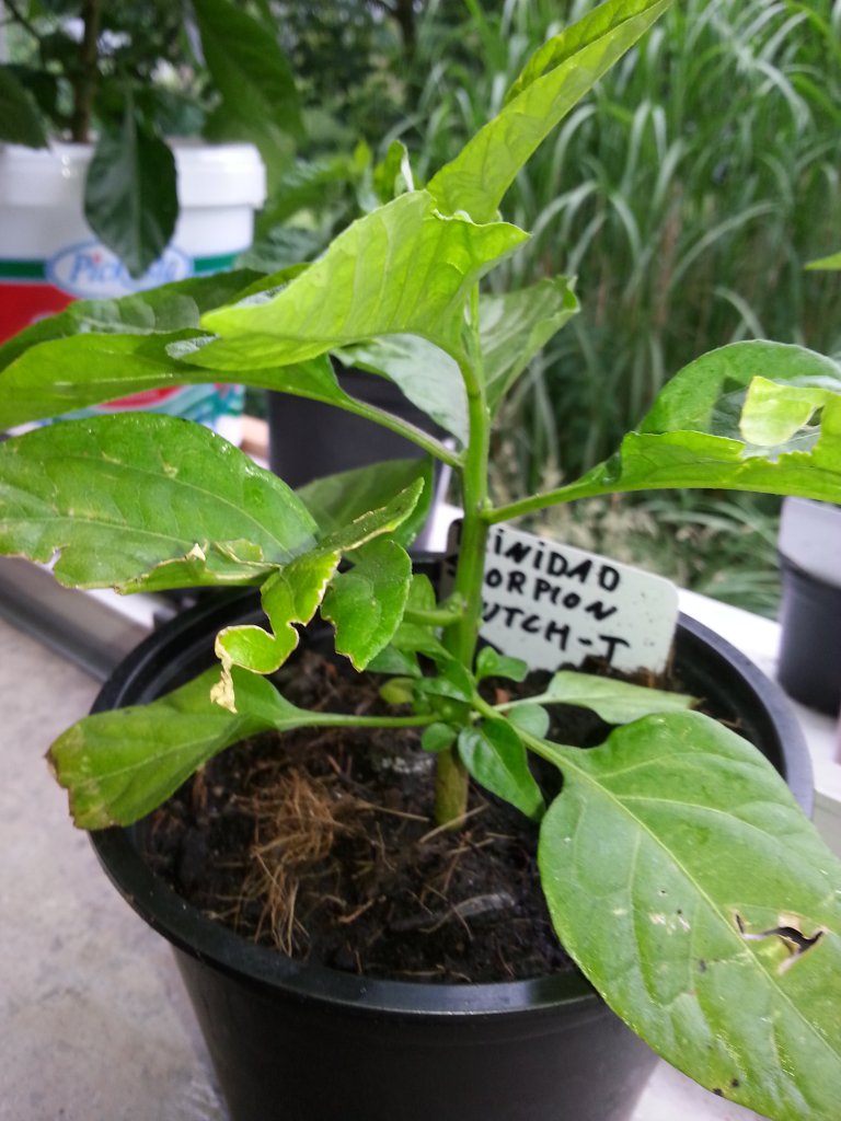 Trinidad Moruga Scorpion Butch T 4