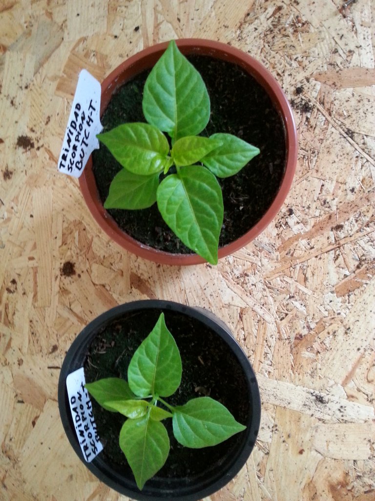 Trinidad Moruga Scorpion Butch T