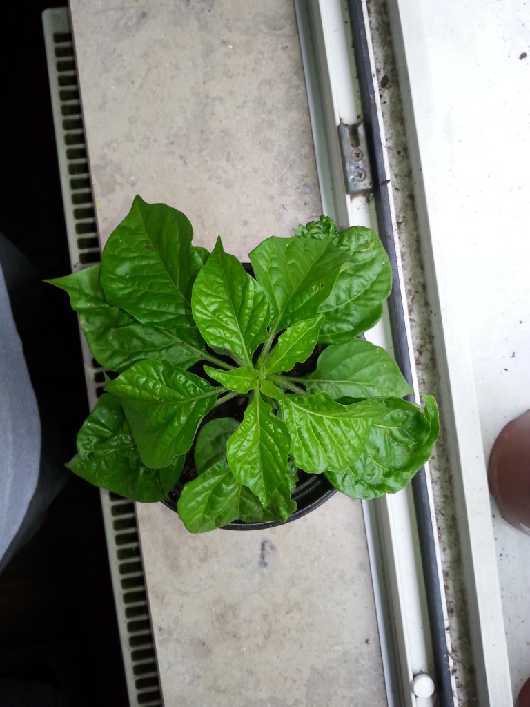 Trinidad Moruga Scorpion Gelb 1