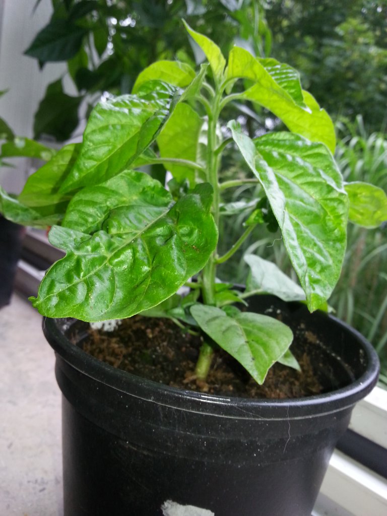 Trinidad Moruga Scorpion Gelb 2