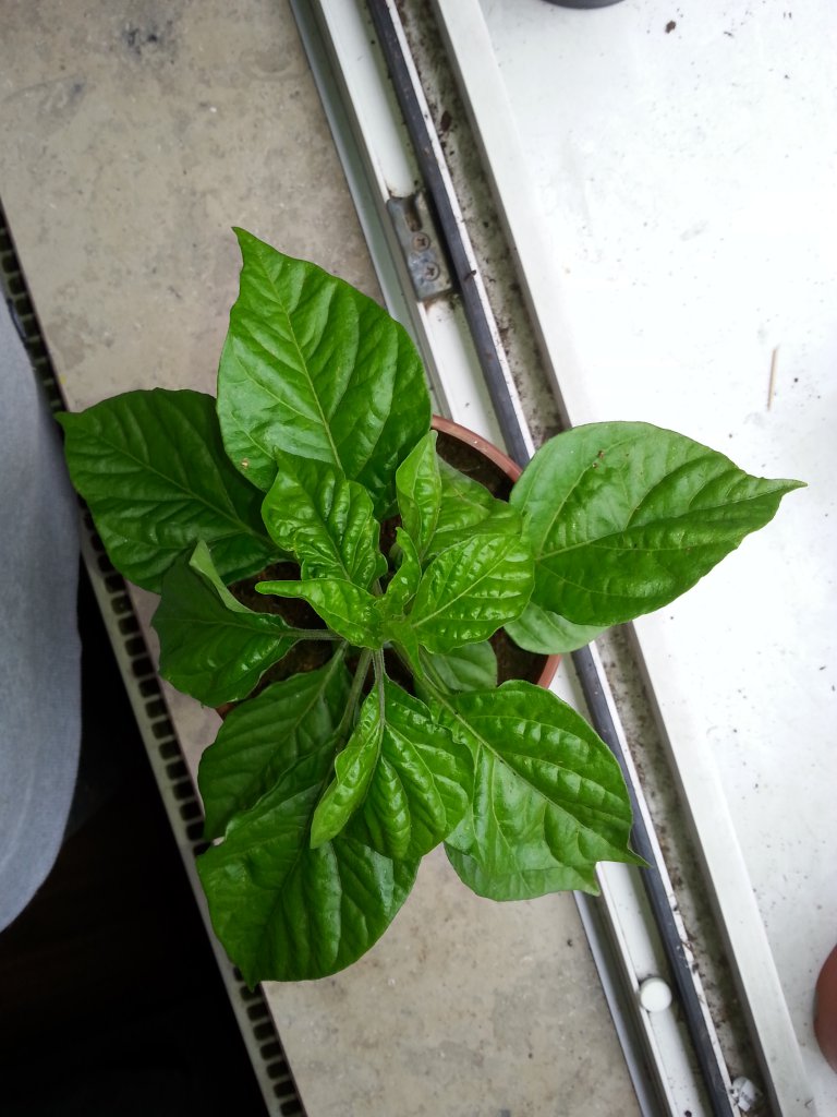 Trinidad Moruga Scorpion Gelb 3