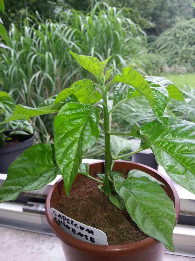 Trinidad Moruga Scorpion Gelb 4