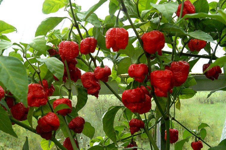 Trinidad Moruga Scorpion