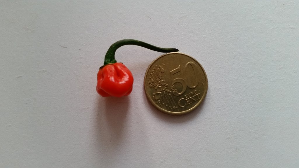 Trinidad Moruga Scorpion