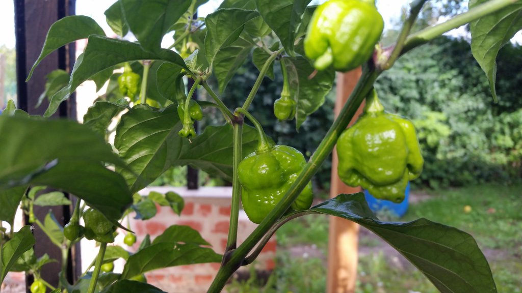 Trinidad Moruga Scorpion