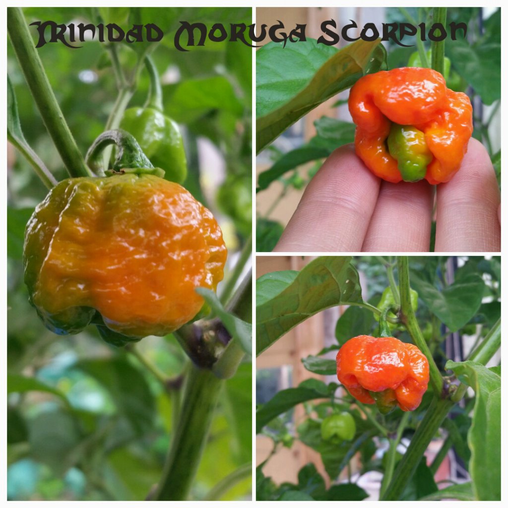 Trinidad Moruga Scorpion