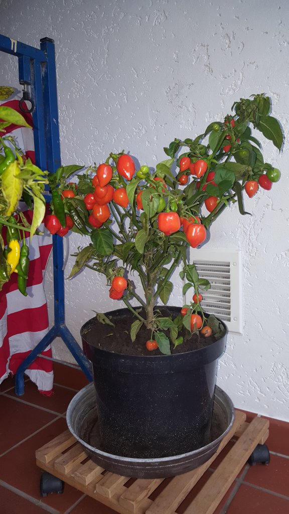 Trinidad Red Scorpion