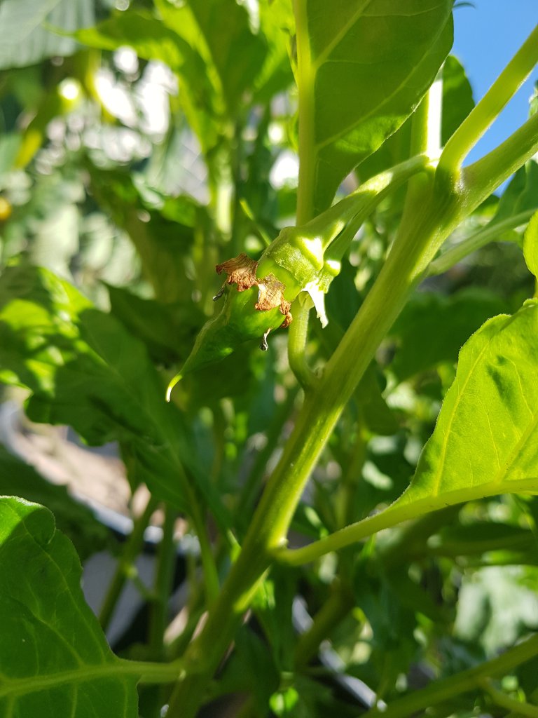 Trinidad Scorpion Green