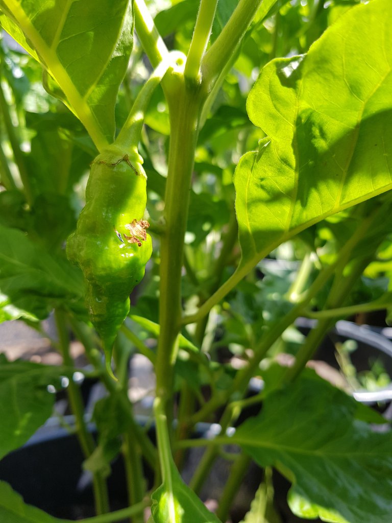 Trinidad Scorpion Green