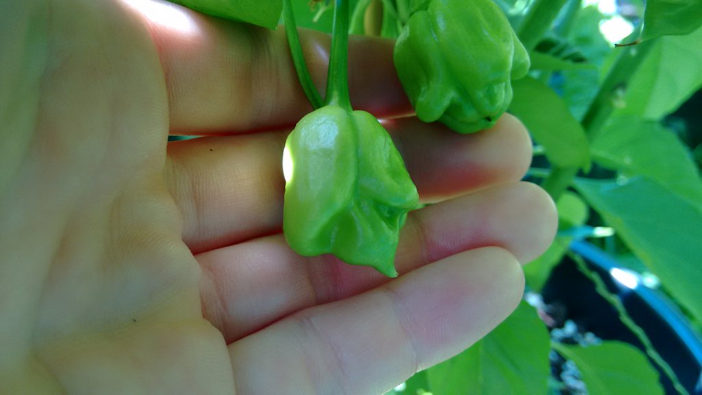 Trinidad Scorpion Peach