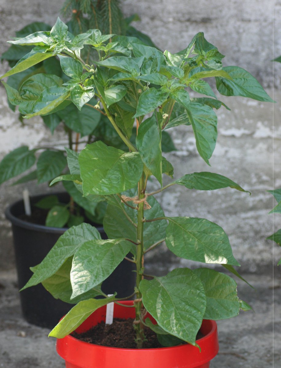 Trinidad Scorpion yellow 1.JPG